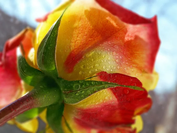 Gelb-rote Rose — Stockfoto