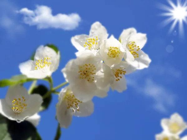 Een tak van verse jasmijn — Stockfoto