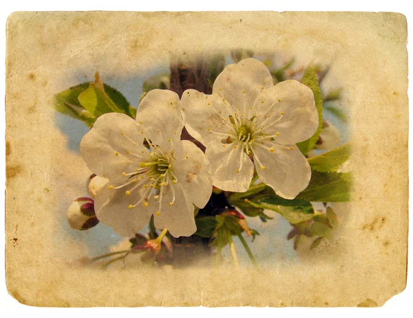 Bazı kiraz çiçekleri ile eski bir kartpostal — Stok fotoğraf