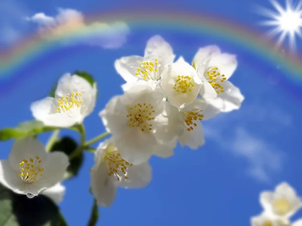 Een branch jasmijn en regenboog — Stockfoto