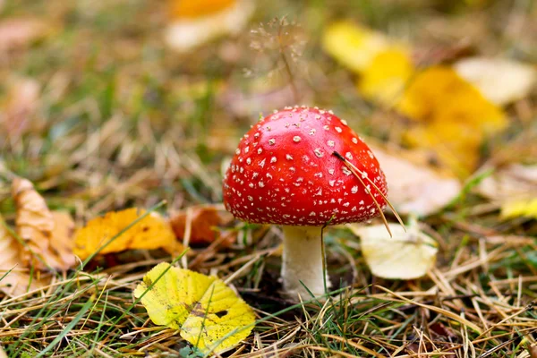 stock image Fly agaric