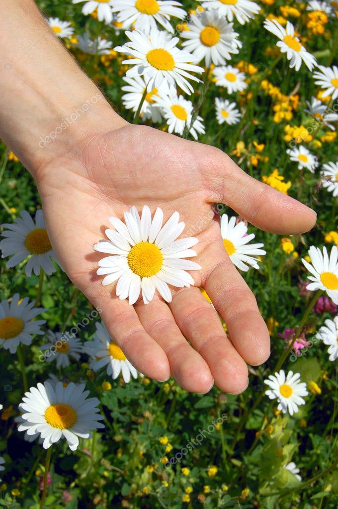 Resultado de imagem para imagens mãos segurando flores