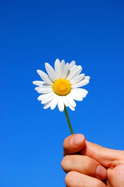 Hand holding a daisy — Stock Photo, Image