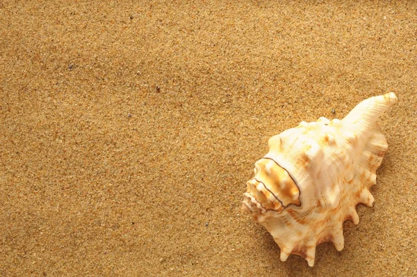 Stelle Marine Conchiglie Sulla Spiaggia Ricordi Vacanza — Foto Stock