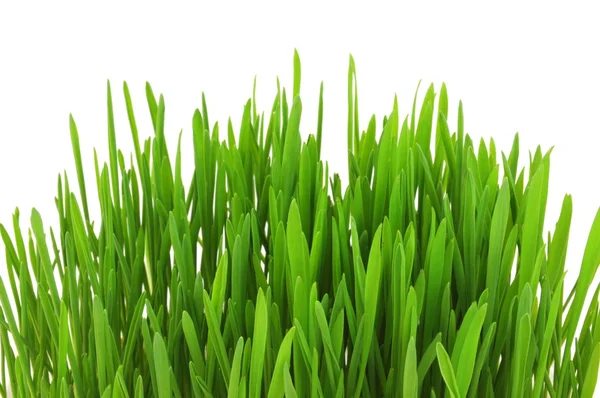 Fresca Primavera Grama Verde Isolado Fundo Branco — Fotografia de Stock