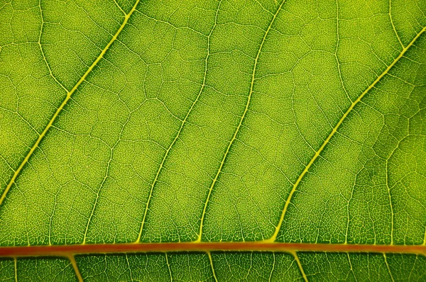 Текстура Зеленого Листа Може Бути Використана Фон — стокове фото