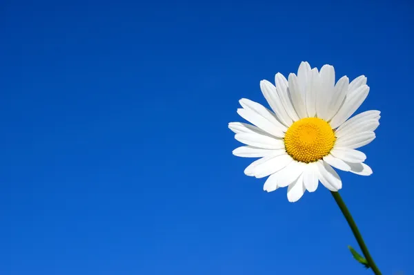 Daisy flower — Stockfoto