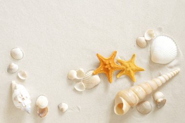 Beach with seashells clipart