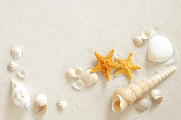貝殻とビーチ — ストック写真