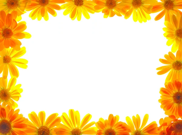 Ramka kwiatu — Zdjęcie stockowe