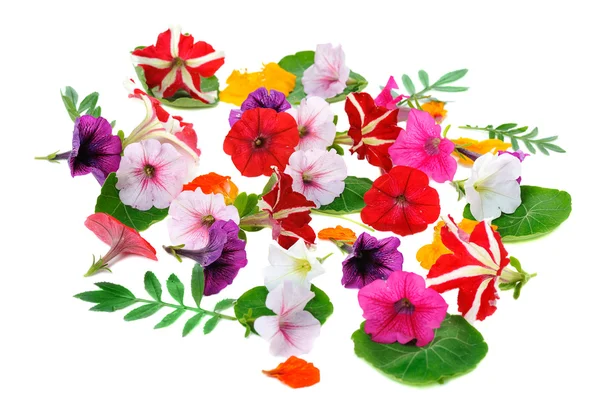 Meerkleurige floral achtergrond — Stockfoto