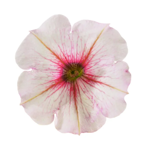 Fiore di petunia — Foto Stock