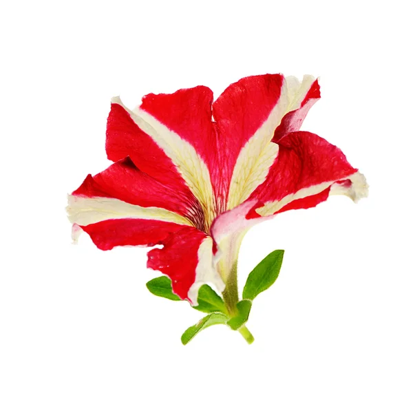 Petunya çiçeği — Stok fotoğraf