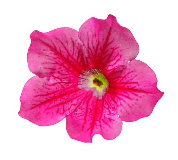Blomma av petunia — Stockfoto
