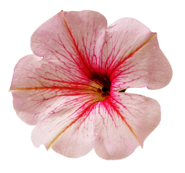 Blomma av petunia — Stockfoto
