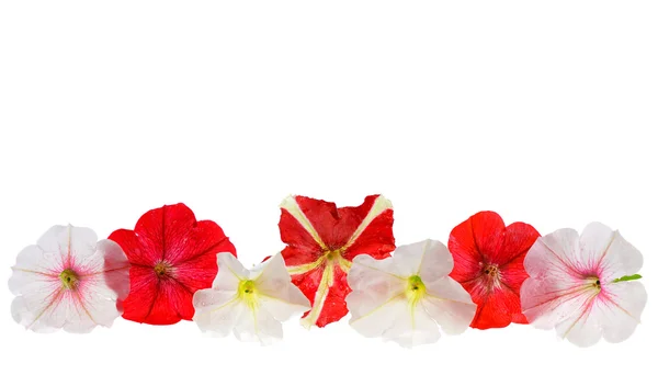 ペチュニアの花のフレーム — ストック写真