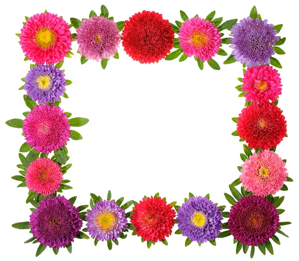 Kleurrijke aster floral frame — Stockfoto