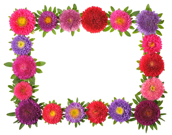 Květinový rámeček barevné aster — Stock fotografie