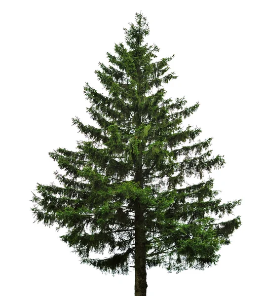单个杉木树 — 图库照片