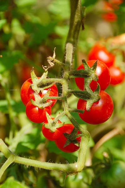 Cherry tomato on bed — Stock Photo, Image