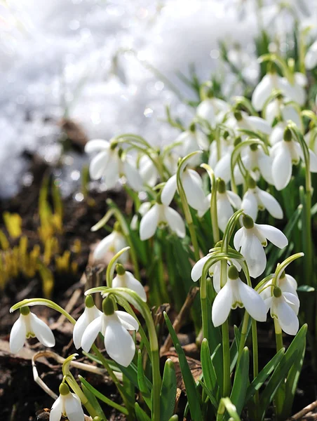 Snowdrops on show — Stock Photo, Image