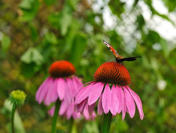 Coneflower з метелик — стокове фото