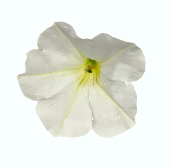 Квітка петунії — стокове фото