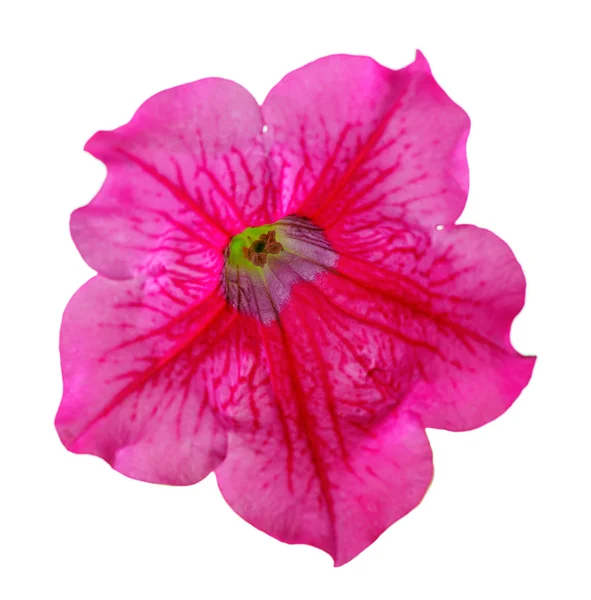 Lila Blomma Petunia Isoleras Vit Bakgrund — Stockfoto