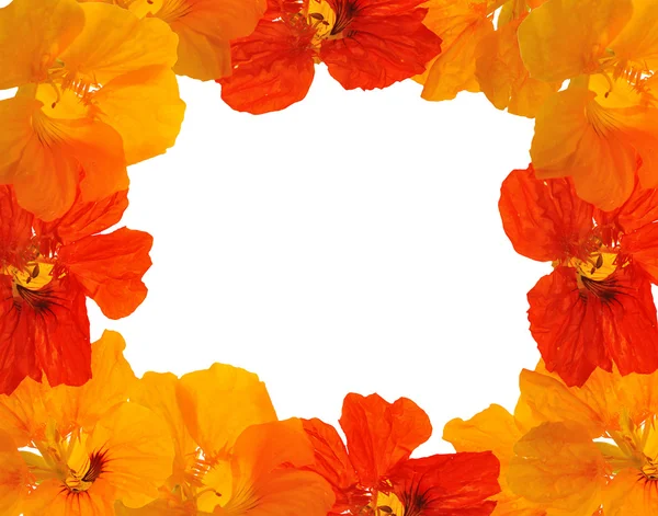 Kapuzinerkresse Blumenrahmen Isoliert Auf Weißem Hintergrund — Stockfoto