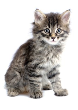 1,5 month old kitten on white background clipart