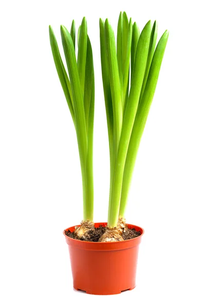 Pflanze im Topf — Stockfoto