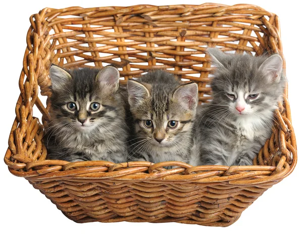 Котята в корзине — стоковое фото