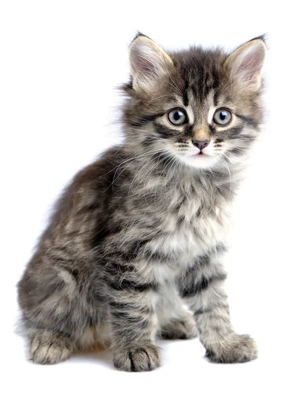 Kitten Sitting Stock Photos, Royalty Free Kitten Sitting Images 