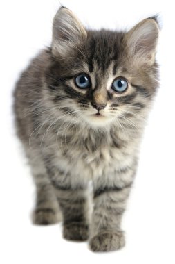 Kitten on white background clipart