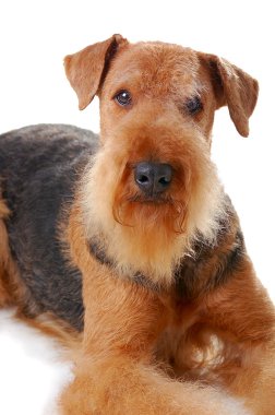 Airedale köpek