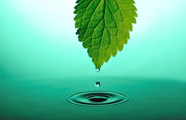 falling drops from tip of green leaf into green rippled water clipart