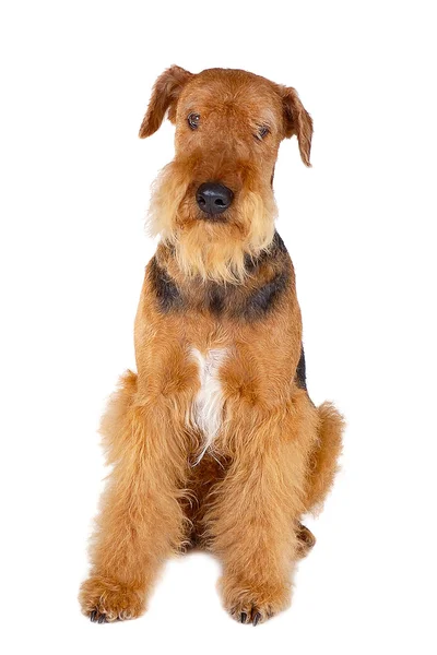 Pies airedale — Zdjęcie stockowe