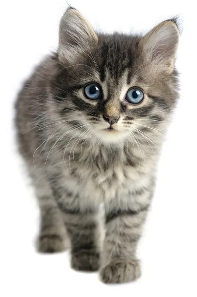 Kitten White Background — Stock Photo, Image