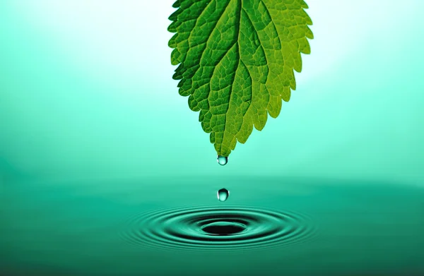 Falling Drops Tip Green Leaf Green Rippled Water — Stock Photo, Image