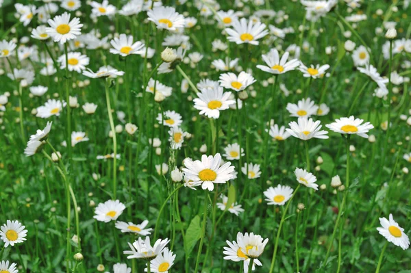 Floral Bakgrund Vita Daisy Mellan Grönt Gräs — Stockfoto