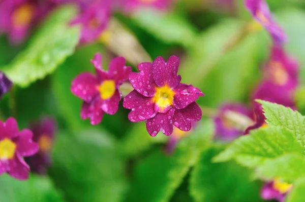 Цветок Фиолетовой Примулы Каплями Дождя — стоковое фото