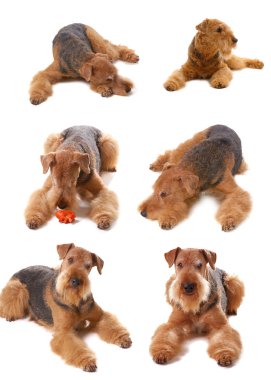 pureblooded dog Airedale isolated on white background clipart