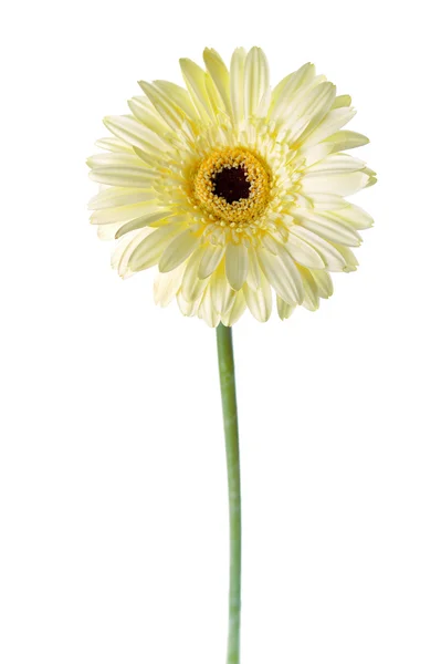 白色非洲菊 — 图库照片