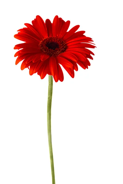 红色非洲菊 — 图库照片