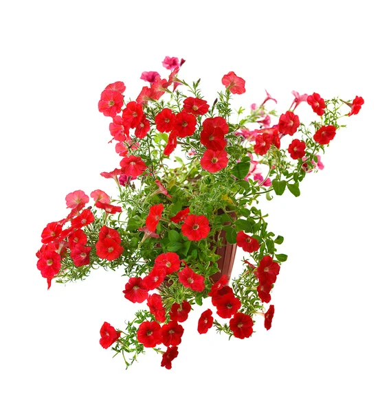 Röd Blommande Petunia Potten Isolerad Vit Bakgrund — Stockfoto