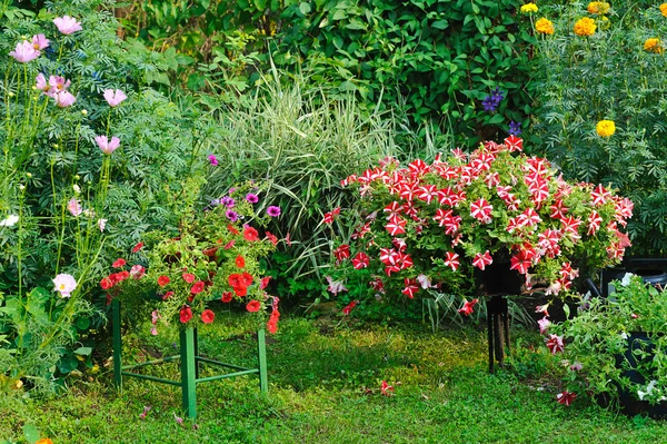 Blooming flowers in garden — Stock Photo, Image