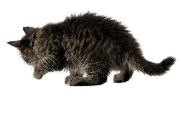Вид сзади на котенка — стоковое фото