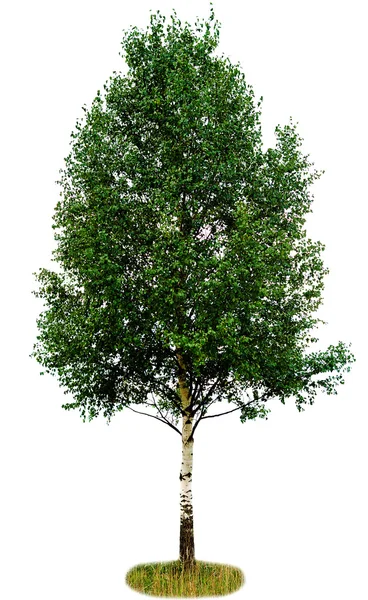 Beyaz Arka Plan Üzerinde Izole Tek Huş Ağacı — Stok fotoğraf
