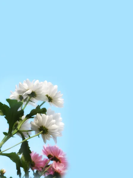 Cadre floral — Photo