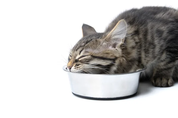 猫食 — ストック写真